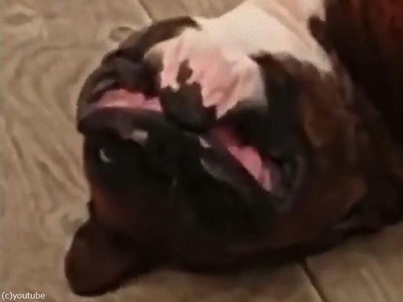 1匹だけリラックスぶりがずば抜けている カナダの犬のデイケアサービス 動画 らばq 1匹だけリラックスぶりがずば抜けている カナダの犬のデイケアサービス 動画 らばq