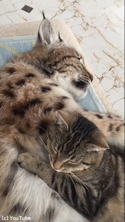 ネコ科の最高お昼寝コラボ04