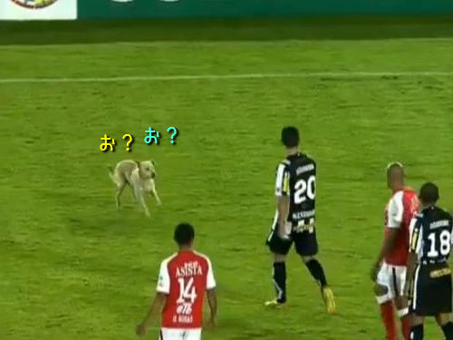 サッカーの試合中に犬乱入