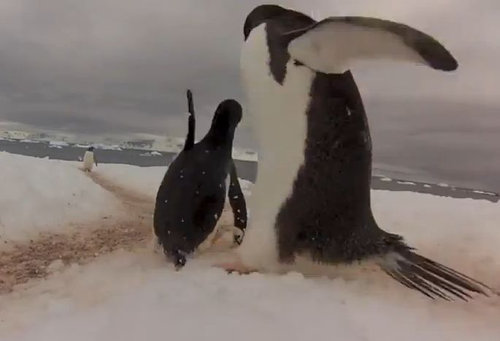 ペンギンロード03