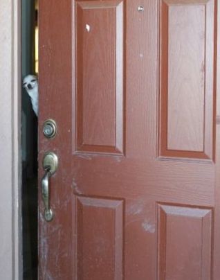 猫好きを犬好きにする写真04