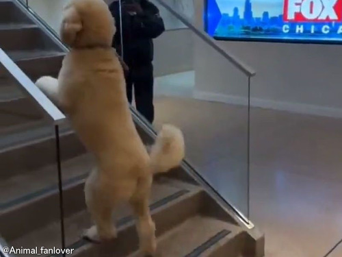 「人間みたい…」2本足でスタスタと階段を登る犬