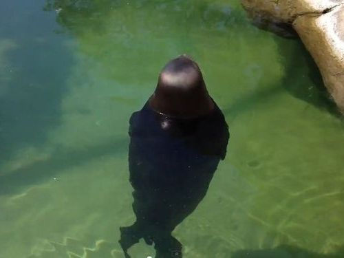 くるくるアザラシ01