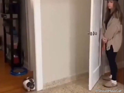 猫と女性のかくれんぼ対決…猫が圧勝してしまうとき
