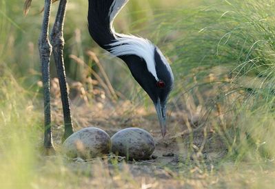 ����ưʪ�����ޥ�08