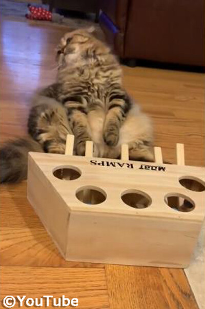 「ひとやすみニャ」 遊び疲れるニャンコ01