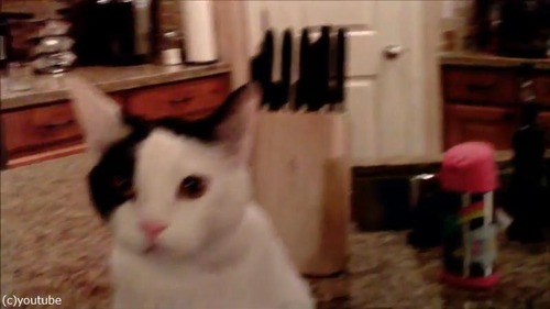 ドローンで猫撮ってみた02