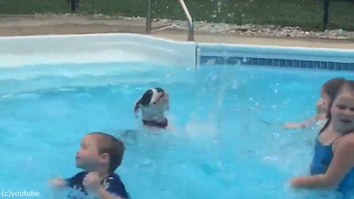 子どもたちから水遊びを教わるワンちゃん04