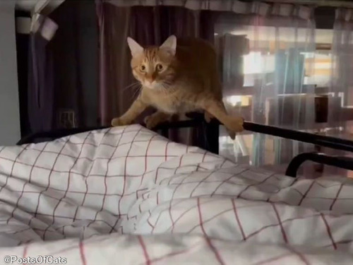 「目を覚ましたら猫が驚いた顔をしていたけど…こっちが驚きたいとき」