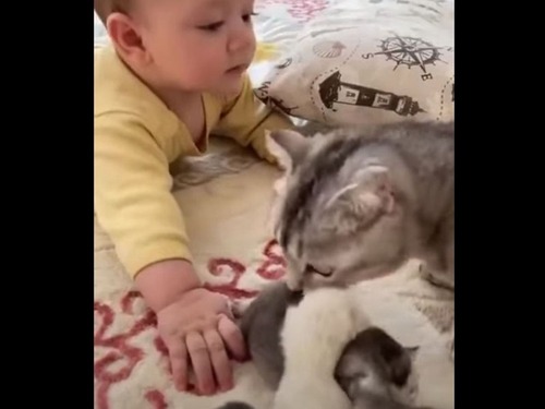 母猫はどうしたらいいのかいつもわかっている