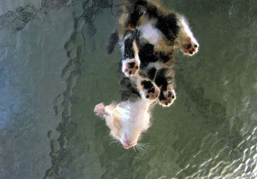 ガラスの上の猫11