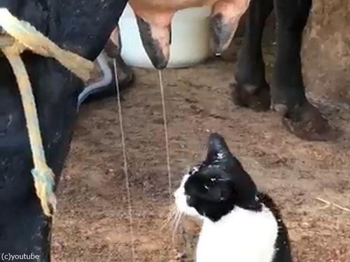 猫が牛からミルクを直接飲む