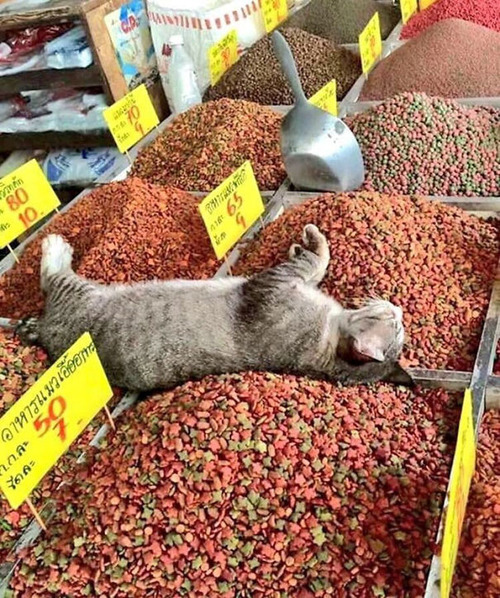 猫はどこでも寝る14