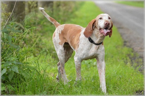 German Shorthaired Pointer