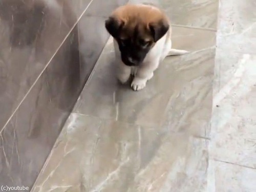 ごはんの「待て」ができるお利口な子犬だけど…ある部分が動いてしまう