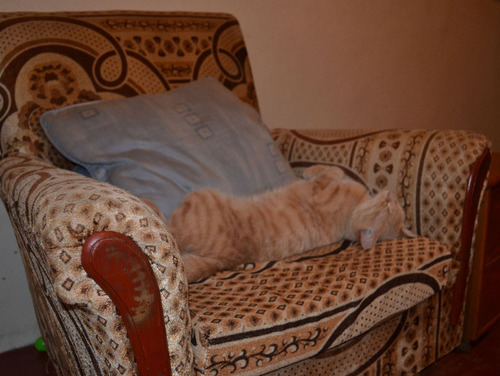 ケニアで子猫07