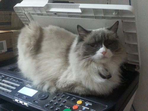 ホテルに勤続7年の猫が引退03