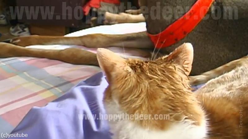 これほど猫を愛する 鹿がいるだろうか 動画 らばq
