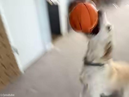 バスケが得意な犬…華麗なシュートを決める（動画）