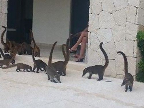 ミニサイズのブロントサウルス04