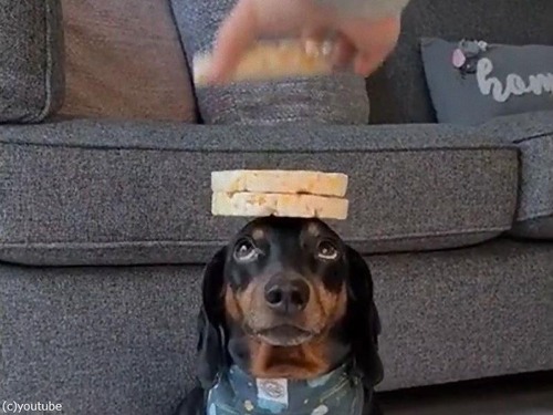 Ƭ�ξ��8��Τ��ߤ�褻�븤02