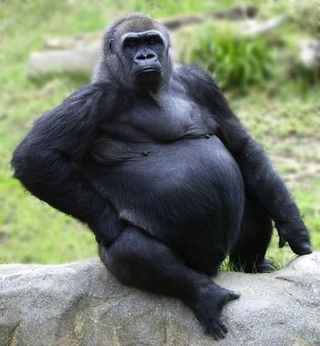 優雅な動物たち08