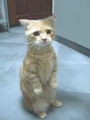 直立した犬猫08