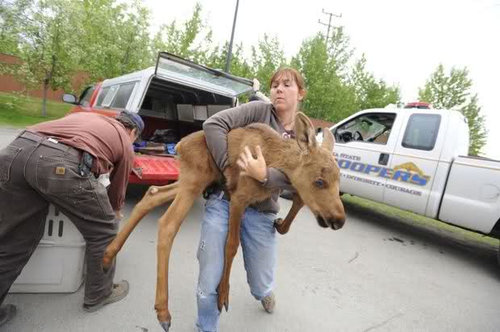 ヘラジカの赤ちゃん06