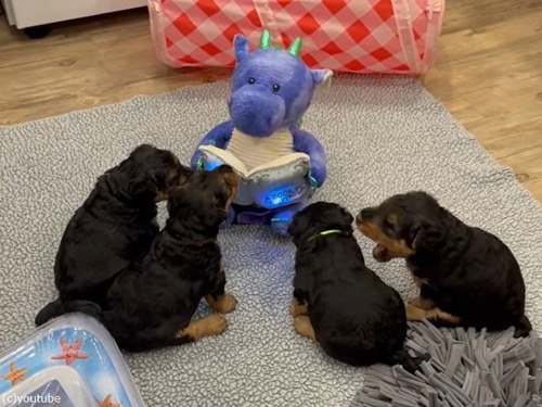 子犬たちに朗読するおもちゃを聞かせてみたら…効果抜群だった（動画）