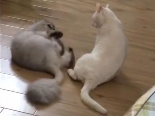 ǭ���å���������ʤ��Ƥ⶯���ä�02