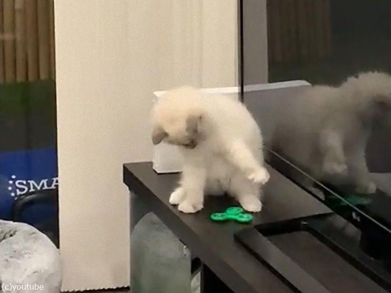 ハンドスピナーと戦う猫 ネコパンチで回し続ける 動画 らばq ハンドスピナーと戦う猫 ネコパンチで回し続ける 動画 らばq