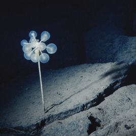 ピンポンツリースポンジ02