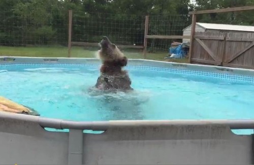プールとクマ01