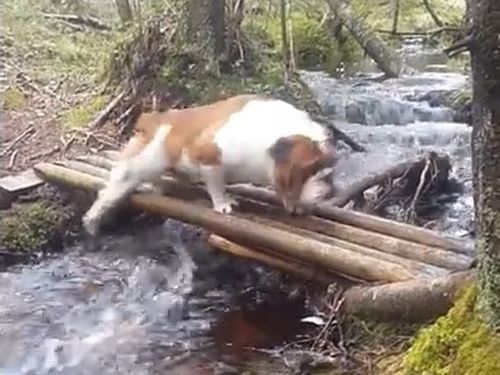 「ブルドッグ、がんばって橋を渡る」02