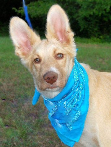 子犬を拾った31