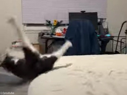 ベッドから大股開きで転がり落ちた猫…恥ずかしそうに隠れる（動画）