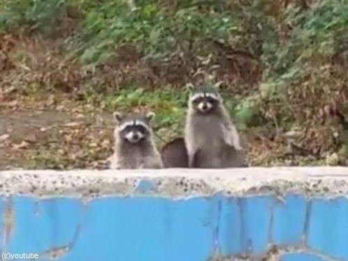 アライグマがモグラたたきみたいなことに05