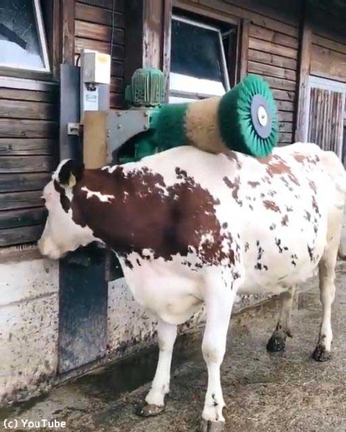 ブラッシングに大喜び03