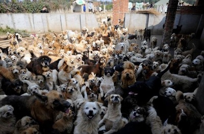 1500匹の犬と200匹の猫07