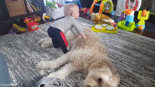 もふもふの犬をベッドにしようとする赤ちゃん01