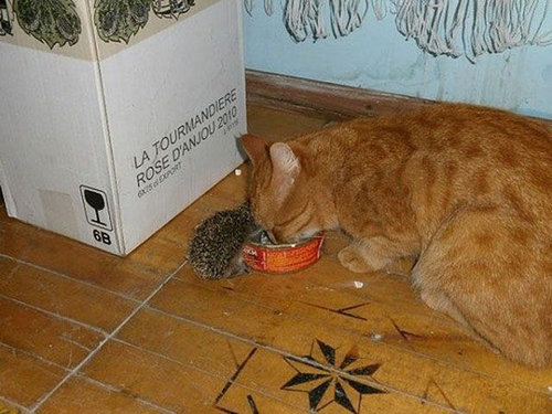 猫とハリネズミの赤ちゃん06