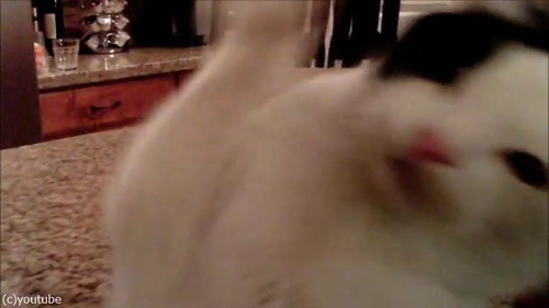 ドローンで猫撮ってみた05