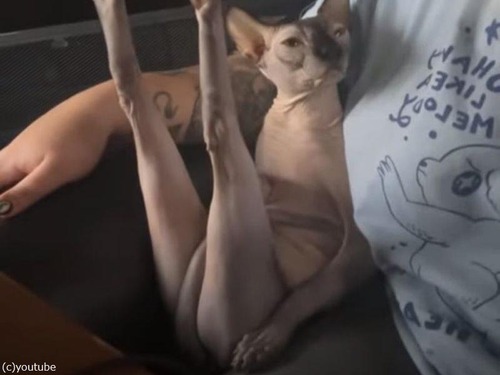 脚線美を持つ猫