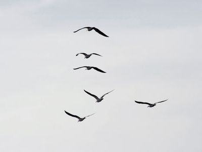 食いしん坊なカモメ00