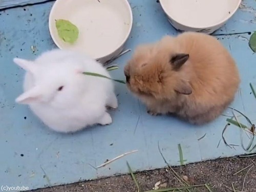 食いしん坊なウサギ2羽が草をめぐって綱引き（動画）