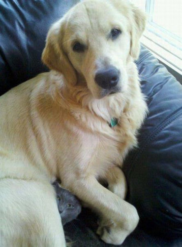 イタズラ動物01