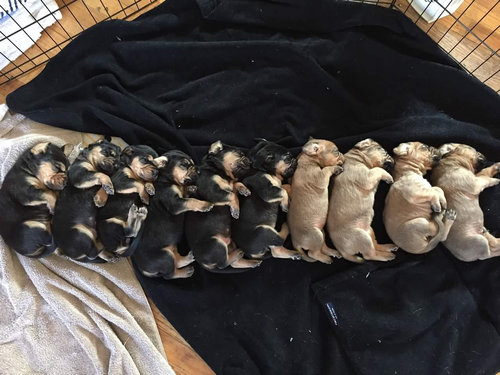 インク切れの子犬6匹04