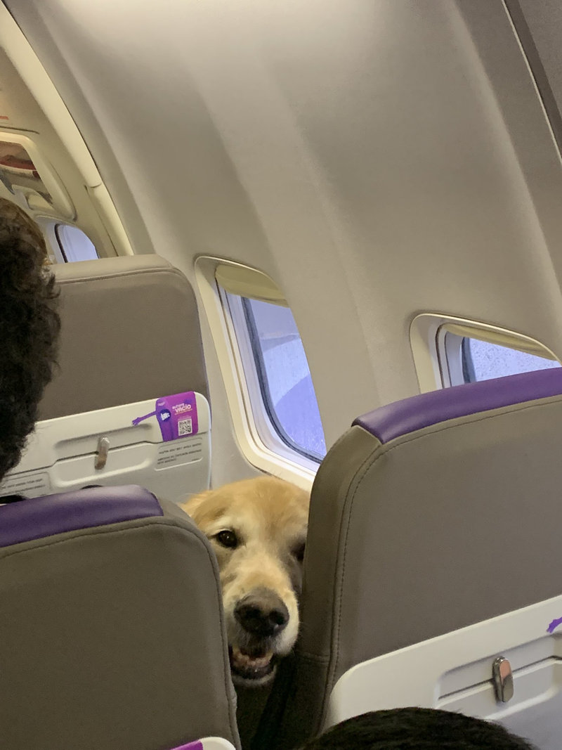 機上でポテトチップスの袋を開けたら 前の座席の紳士が凝視してきた ほほえましい光景 らばq