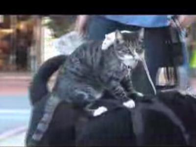 ����ǭ����ꡢǭ�ξ�ˤϡĥͥ��ߡ���