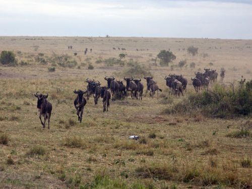 ヌーを助けるカバ01